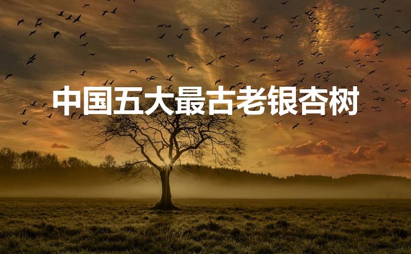 中国五大最古老银杏树（莒县银杏树有多少年历史）